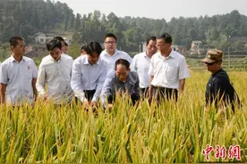 杂交水稻累计推广应用70多个国家 增产粮食近10000亿斤图片