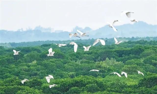 暖冬“追鸟”去！在海口美兰，邂逅灵动之美~