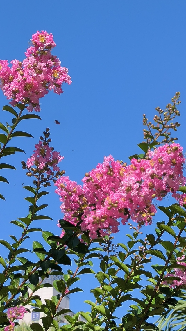 西安因你而美 | 夏日独占芳菲 紫薇花开正艳
