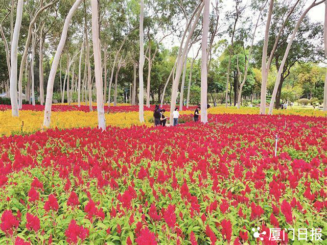 厦门秋意渐浓，来这些地方感受不同的秋日氛围！