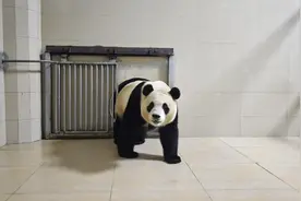 旅韩大熊猫福宝顺利回国图片