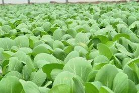 河南沈丘：越冬蔬菜“鲜”到先得 市民“菜篮子”供应无忧图片