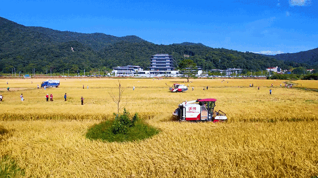 文化中国行·小雪 | 岭南微寒启冬韵，赛场驰骋展锋芒