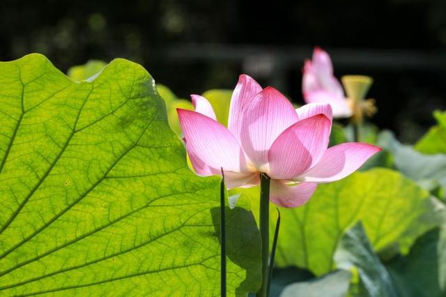 一池夏韵“荷”你有约 观山湖公园荷花盛放