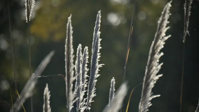 初冬，来大龙开发区遇见“限定暖阳”