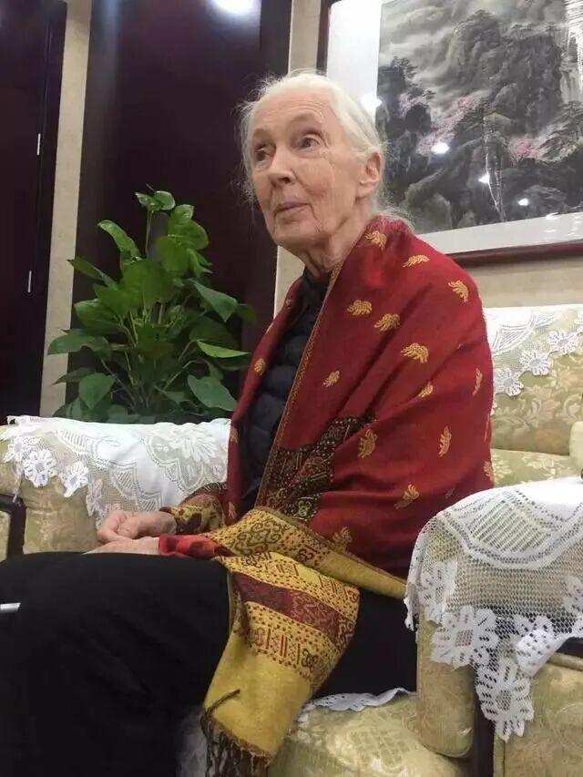 珍·古道尔逝世：当森林的低语停歇