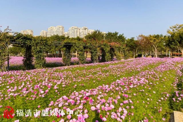 福州新晋顶流！“粉色花海”惊艳上线，本周末出片首选地