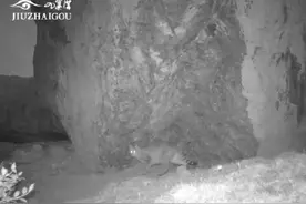 首次发现 九寨沟国家一级保护动物上新！图片