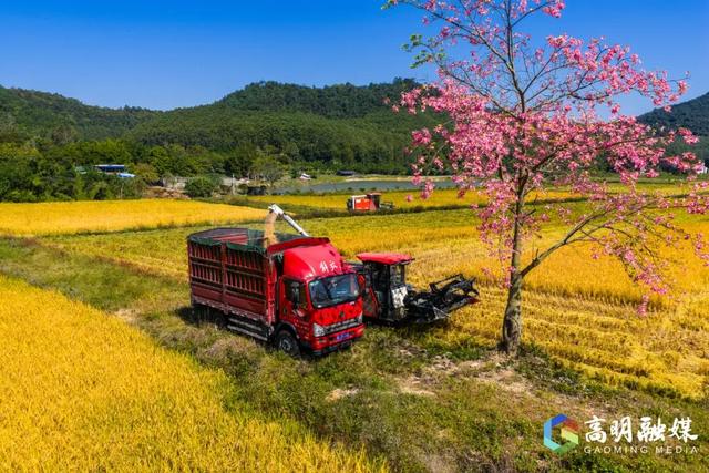 限定浪漫！高明晚稻收割忙，“丰”景美如画