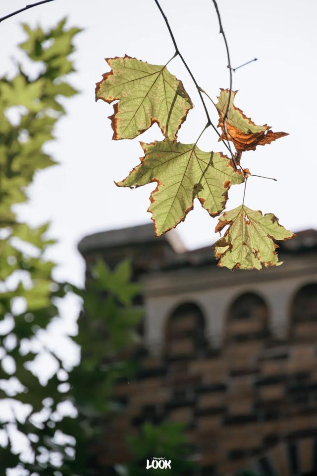 上海最美不过愚园路
