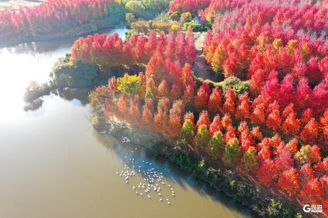 “枫”景无限好，乡村入画来