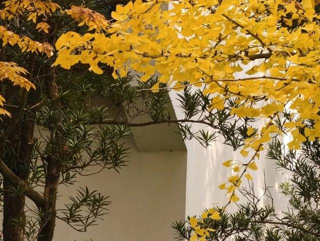 在静安，藏着一处红枫黛瓦的冬日中式美学“顶流”，猜猜在哪里？