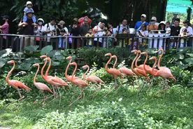 深圳野生动物园国宝动物吸引八方游客图片