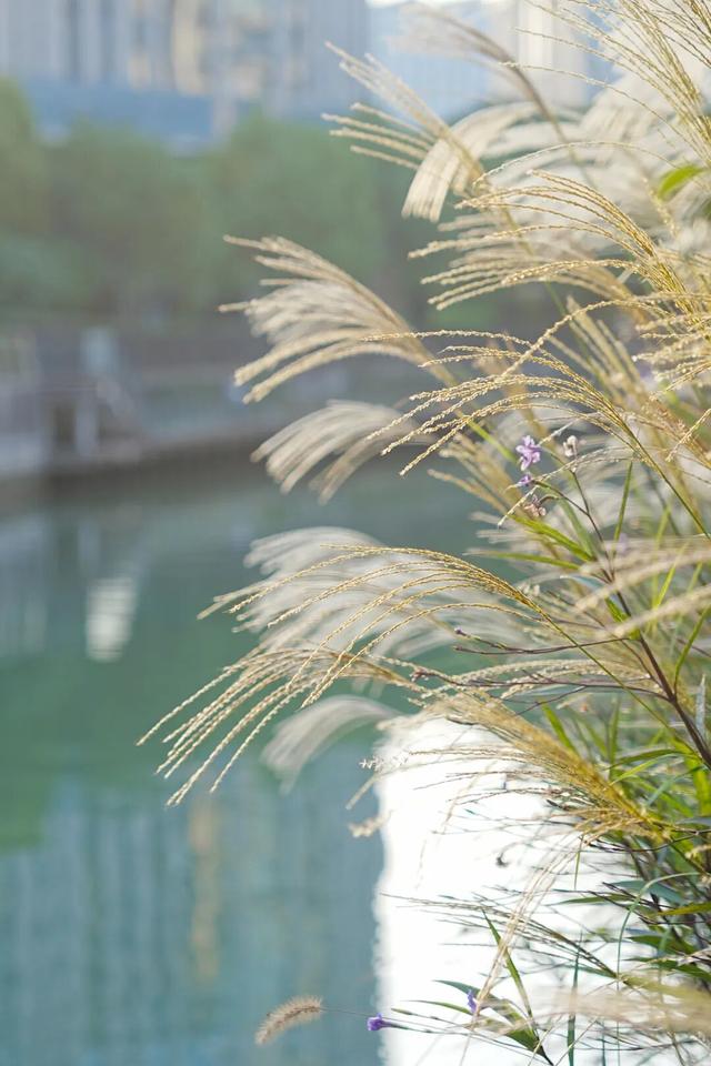 音乐公园、滨河步道……长宁这条有点小众的赏秋路线，别错过了！