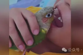 让鹦鹉给孩子拔牙？专家紧急提醒！图片