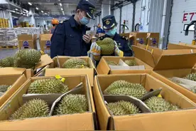 “果中贵族”马上降价？1600余吨榴莲到了图片