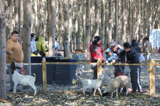 遛娃休闲好去处！平谷添1200余亩农文旅综合体