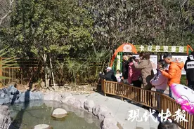 灵蛇献瑞贺新春，扬州动物园“蛇明星”出道图片