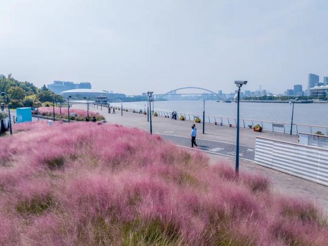 上海市区人少免费的绝美粉黛花海！还能与陆家嘴三件套同框→