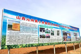 沁县：道地谷种种出沁州黄国米品质图片