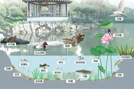 苏州园林，何以展现生态意境？图片