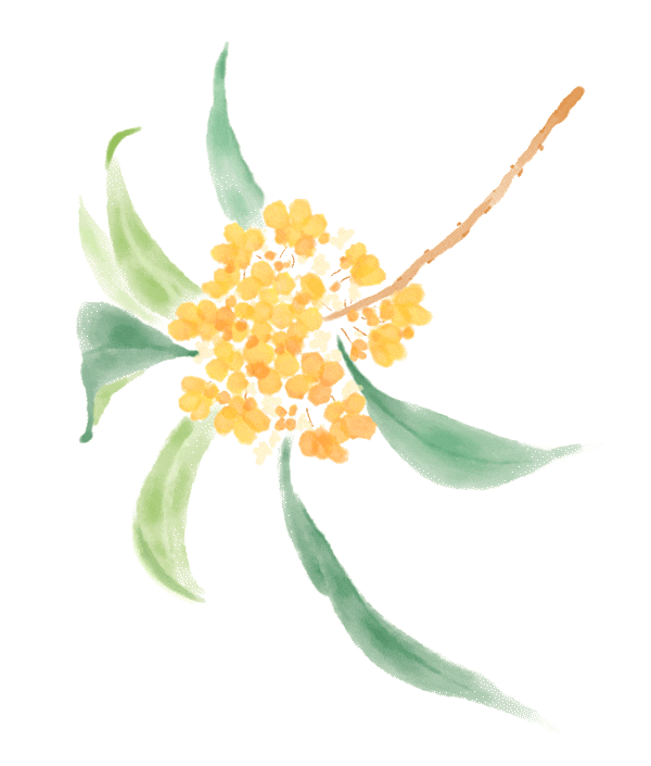 盼了好久的桂花，终于开了！