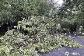 北京大部现8至10级短时大风，疾风骤雨后街头“凌乱”图片