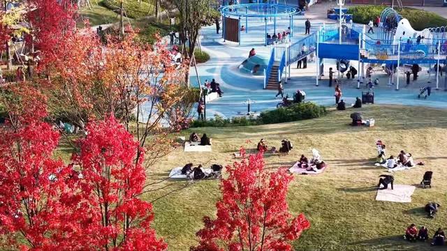 初冬限定！乐山这座公园里藏着一抹 “心动红”，拍照超出片！