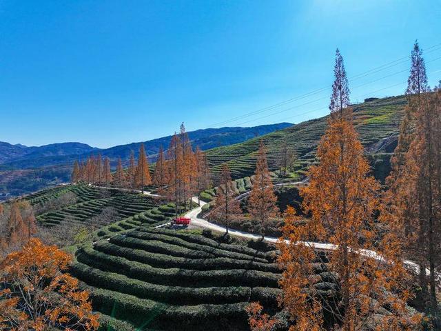 保康：冬日水杉着“红装”