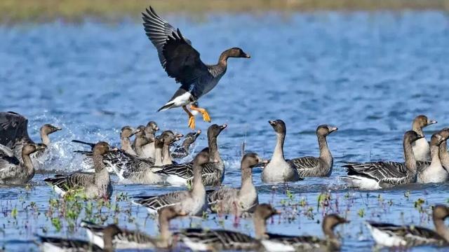 秋景大片都没看，洛阳的秋天，这就结束了？
