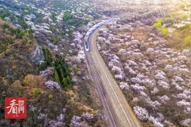“开往春天的列车”，带你穿越烂漫花海图片