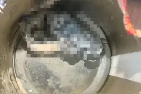 “有人搞事！”旺旺三公子回应牛奶疑喝出老鼠，当事人称异物各取一半等检测，律师解读图片