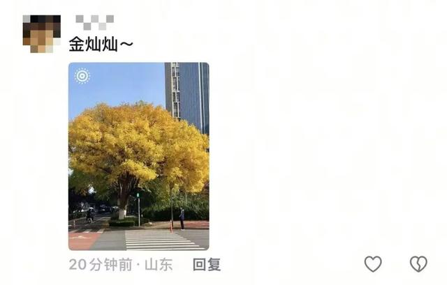 漫步日照之秋 | ① 巨好看！山东路的一颗秋天！