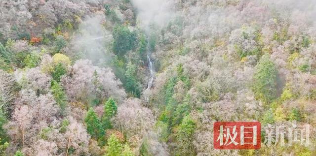 华中屋脊迎今秋首场雾凇 神农架一夜入“童话世界”