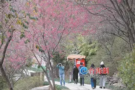 春的气息，粉色浪漫厦门上线！“福建省2024年相约春天赏樱花”活动启动图片