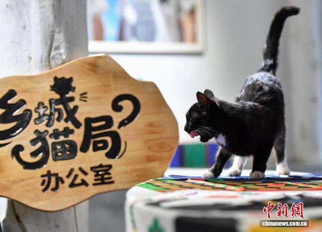 四川乡城“猫局”上岗：千年敬猫文化借“萌力”出圈