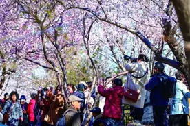 天津红桥区：运河春晓 桃花似锦图片