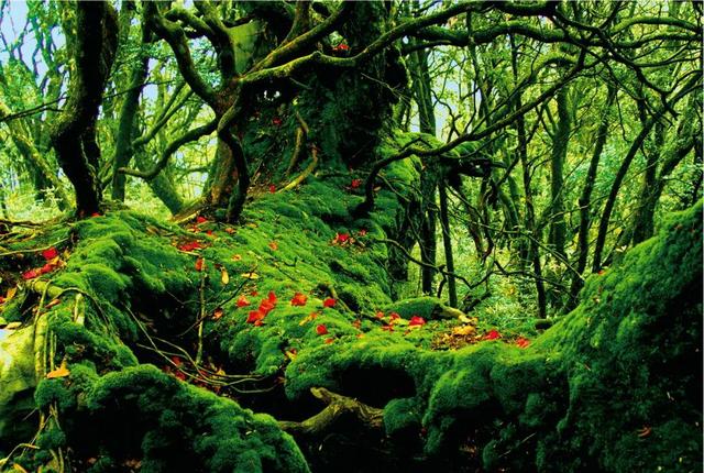 会员风采 | 来金佛山探秘喀斯特奇观