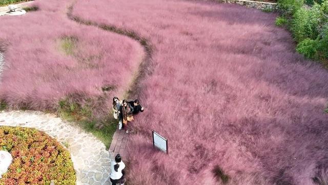 组图 | 粉黛醉游人