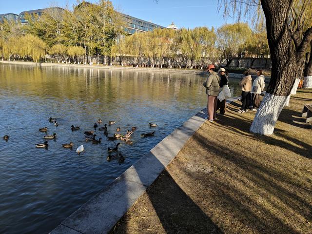 北京农展馆后湖，何以引来百鸟嬉？现场探秘——