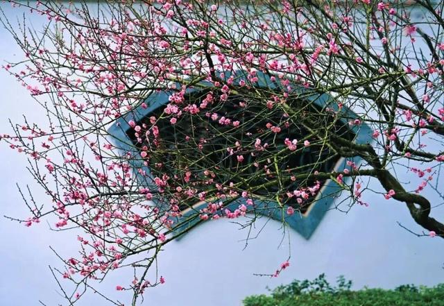 今日腊八｜花粥同赏，岁寒生香！腊八节快来南宁共赴一场早梅之约，就在市区→