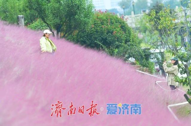一年四季 泉在济南丨浪漫画卷秋色无边，龙鼎河“粉黛花海”引人入胜