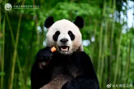 全城期待！大熊猫安安可可今日赴港，将定居海洋公园图片