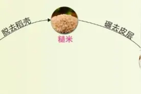 如何挑到好大米？这个内行人才知道的方法，被我们挖出来了图片