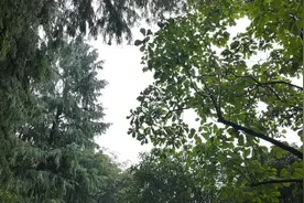 今夜明天仍有大雨！明起冷空气影响，午后到夜里大风降温图片