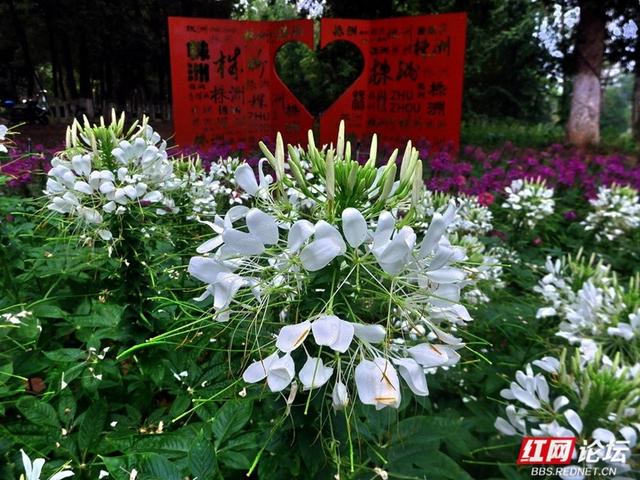 漫步株洲湘江风光带，邂逅醉蝶花海的浪漫