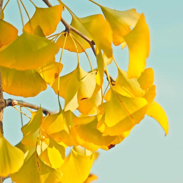 在上饶婺女洲美美入冬，朋友圈可以这样发→