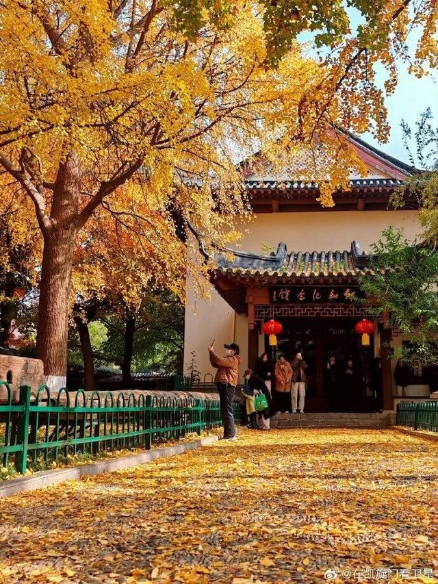 “西红柿炒蛋树”排队？快来秦淮开启“金黄时刻”！