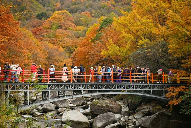 图片新闻｜四川巴中：光雾山红叶引客来 “黄金走廊”串起秋日盛宴