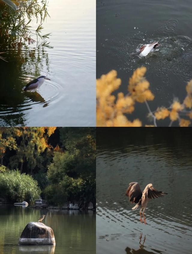 没想到，冬日的黎明湖公园这么美！